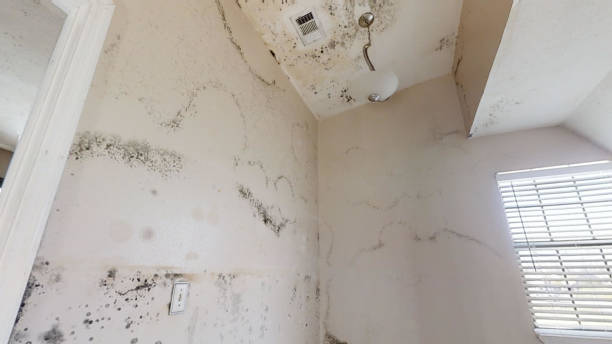 Best Emergency Mold Remediation  in Scenic Oaks, TX